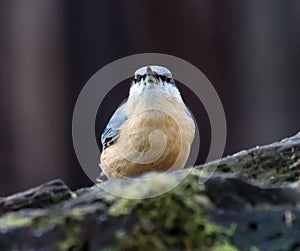 Majestic avian Nuthatch perched atop a rocky outcropping, gazing off into the distance