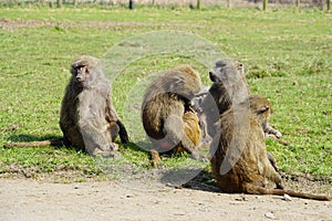 Majestic Baboons pack