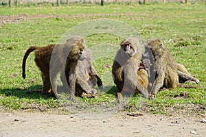 Majestic Baboons pack