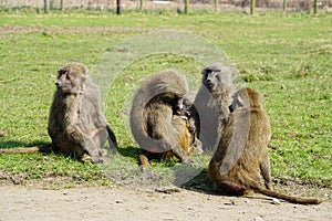 Majestic Baboons pack