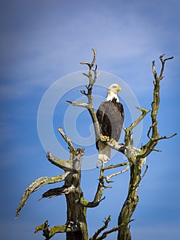 Majestic Bald Eagle