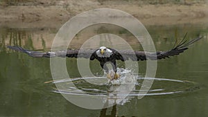 Majestic bald eagle / American eagle adult Haliaeetus leucocephalus catching a prey. American National Symbol Bald Eagle.
