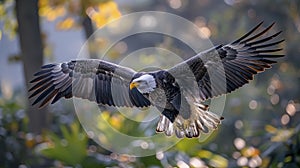 Majestic Bald Eagle In Flight With Wings Fully Spread Against A Blurred Forest Background