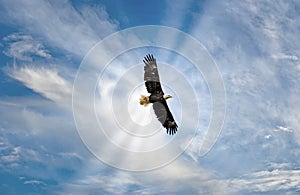 Majestic Bald Eagle Flying in the Clouds with sunrays