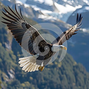 Majestic bald eagle flying gracefully. photo