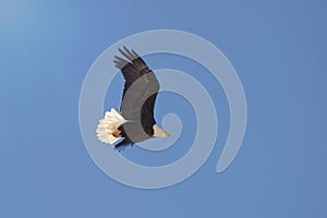 Majestic Bald Eagle Flying High In Bright Blue Sky Wings Flexed