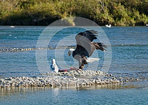 Majestic bald eagle flying in for its chum salmon catch on the Harrison River, Canada.