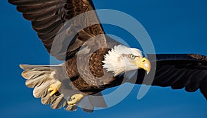 Majestic bald eagle flying with spread wings in natural beauty generated by AI