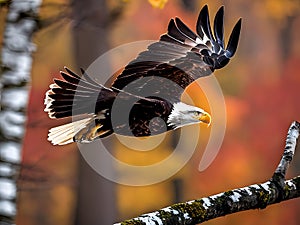 Majestic Bald Eagle Gliding Through Autumn Forest photo