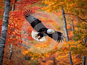 Majestic Bald Eagle Gliding Through Vibrant Autumn Forest High-Definition AI-Crafted Image photo
