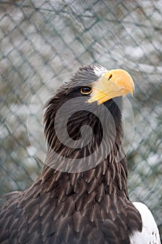 Majestic bald eagle perched atop a metal fence, gripping a smaller bird in its talons