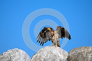Majestic bald eagle perched on a rocky formation ear Parksville, Vancouver Island, BC Canada.