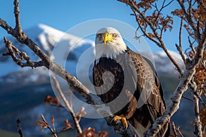 Majestic Bald Eagle Perched on Tree Branch with Mountain Range in Background photo