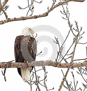 Majestic Bald Eagle Perched in Tree Looking Downward