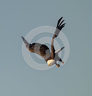 Majestic bald eagle soaring through the blue sky.