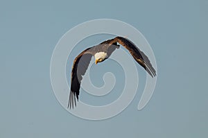 Majestic bald eagle soaring through the blue sky.