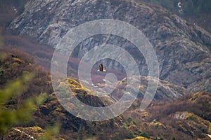 Majestic bald eagle soaring through the sky above a majestic mountain landscape