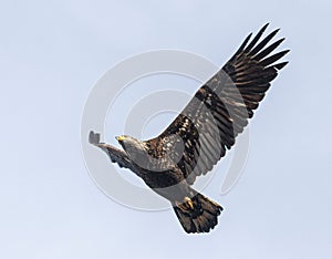 Majestic bald eagle soaring through the sky, clutching a twig in its talons