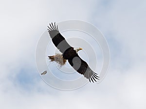 Majestic bald eagle soaring through the sky, its strong talons clutching a small nest in its grasp