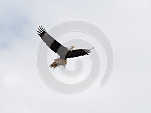 Majestic bald eagle soaring through the sky, its strong talons clutching a small nest in its grasp