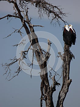 Majestic bald eagles perched on a dead tree branch against a stunning sky backdrop