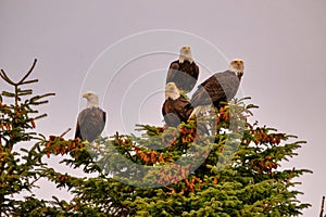 Majestic bald eagles perched in trees