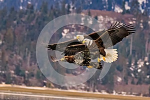 Majestic bald eagles soaring above a vast lake