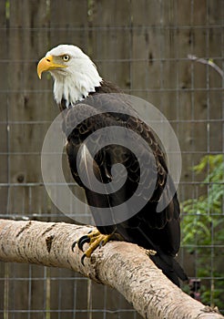 Majestic Balled Eagle photo