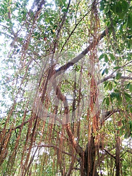 Majestic banyan Tree