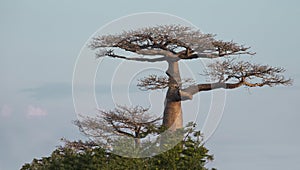 Majestic Baobab