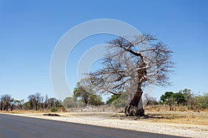 Majestic baobab tree