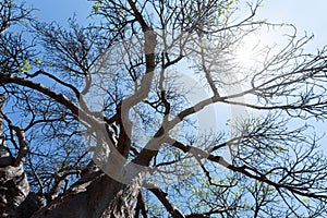 Majestic baobab tree