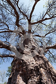 Majestic baobab tree