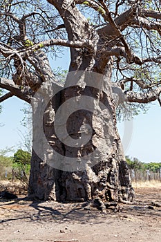 Majestic baobab tree