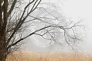 Majestic bare tree branches silhouetted against a misty sky in tranquil autumn or winter beauty