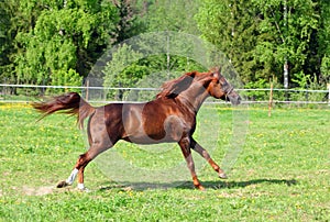 Majestic bay arabian spanish stallion