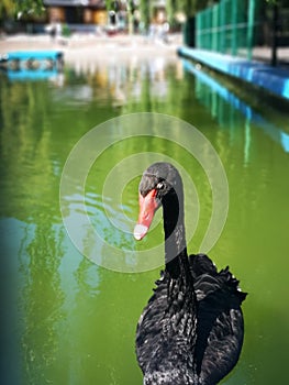 Majestic beautiful black swan one on the lake in the park