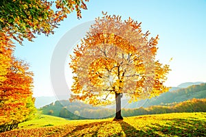 Majestic beech tree with sunny beams photo