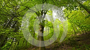 Majestic beech tree in the woods, fresh green of spring