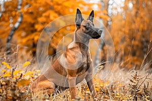 Majestic Belgian Malinois Dog Sitting in Vibrant Autumn Forest with Golden Orange Leaves