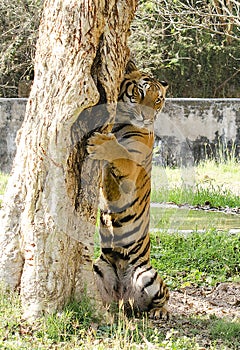 A majestic Bengal tiger