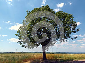 Majestic big tree in front of fields, hills and a blue sky