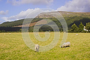 The majestic Binevenagh mountain summit near Limavady in County Londonderry on the North Coast of Northern Ireland