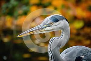 Majestic Bird heron closeup. Generate Ai