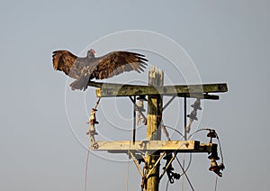 Majestic bird is perched atop a tall pole, its wings outstretched in a gesture of freedom and grace