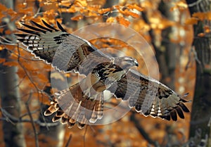 Majestic bird of prey soaring through autumn foliage