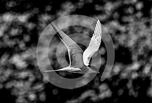 Majestic bird Tern (Sternidae) with a wide wingspan soars over a forest in black and white