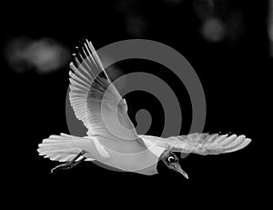 Majestic bird Tern (Sternidae) with a wide wingspan soars over a forest in black and white