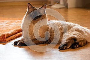 A majestic Birman cat with sealed point fur and mesmerizing blue eyes, taking a break on the floor