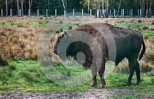 A majestic bison stands in an open-air cage in Belovezhskaya Pushcha in sepia style